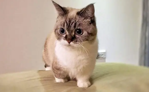小猫吐奶是怎么回事儿？可千万不能忽视