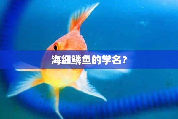 海细鳞鱼的学名？