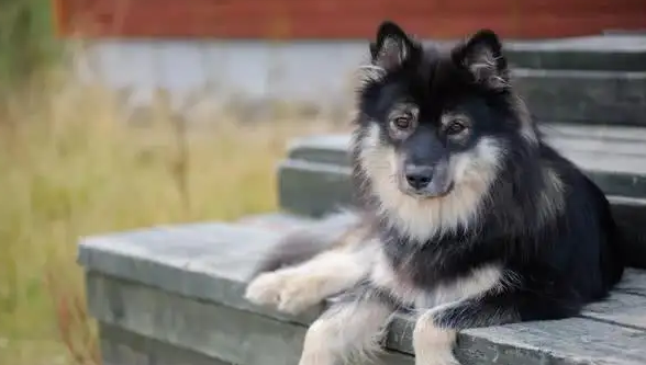 芬兰拉普猎犬乱叫？这套训练方法，你掌握了吗？