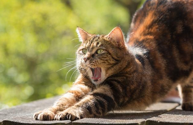猫咪经常呕吐毛球，清理肠道用盖夫化毛膏