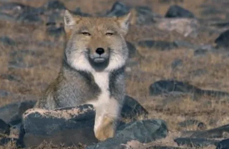 为啥藏狐被称为“颜值最低的狐狸”？看完照片我沉默了。。。