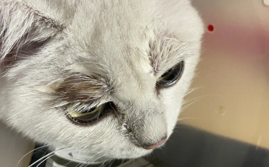 猫咪猫鼻支什么症状？主要包括这些