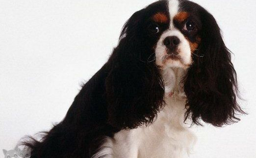 骑士查理王小猎犬拒食怎么办？你需要这样训练它