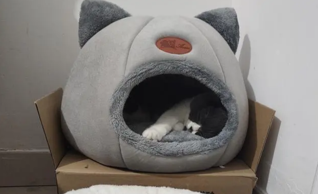 猫为什么讨厌睡在猫窝里？可能铲屎官不懂猫咪的“爱好”