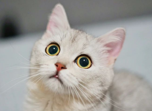 新手养猫避雷帖｜快速变身养娃小能手