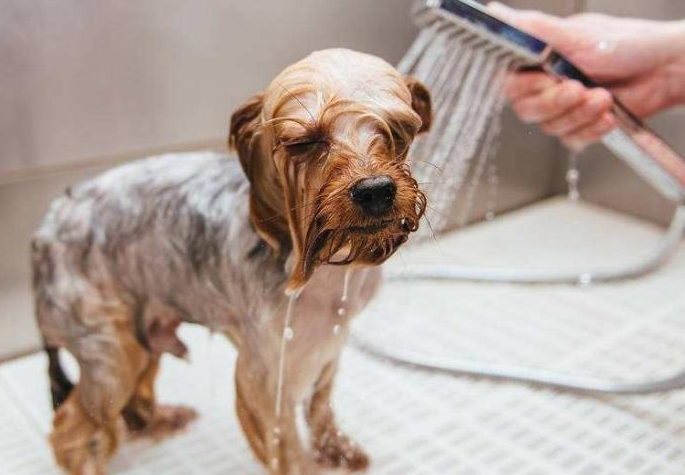 如何给狗狗洗澡？学一学