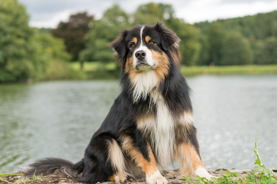 关于澳大利亚牧羊犬，你想了解的都在这里！