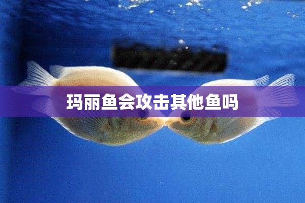 玛丽鱼会攻击其他鱼吗