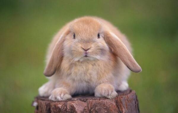 侏儒兔和垂耳兔可以一起养？你了解吗？
