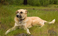 安纳托利亚牧羊犬好养吗？有必要了解一下！