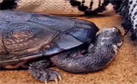 蛇颈龟有哪些品种