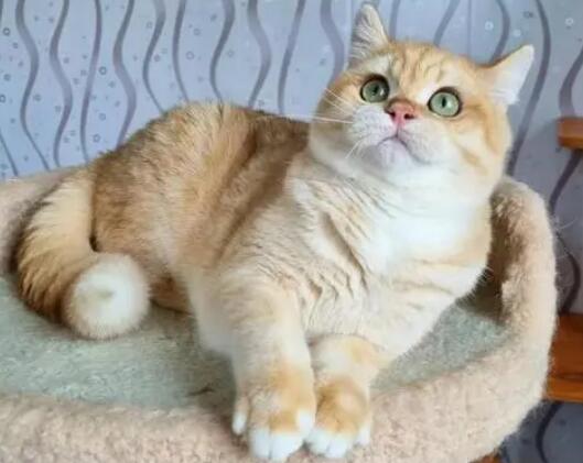 金渐层母猫会发腮吗？说了你别不信
