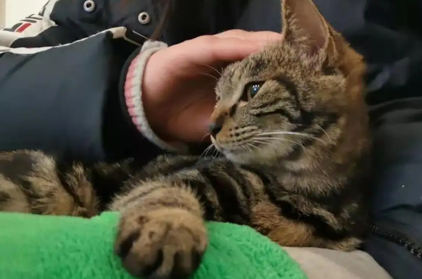 狸花猫能在笼子里养吗？一起来看看