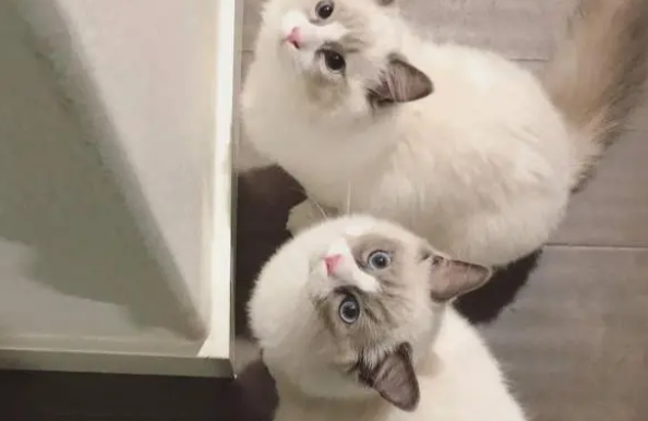 养宠小知识：猫咪肠炎吃庆大霉素吗？