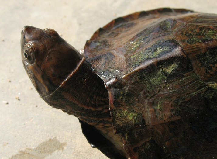条颈摄龟是不是保护动物