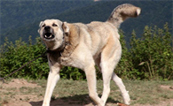 安纳托利亚牧羊犬得了狂犬病怎么办？来看看吧