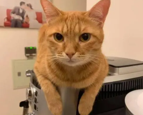 橘猫把你当主人的表现？它会有什么行为？