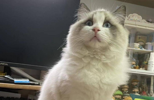 宠医常给猫咪打的妙三多，你知道它的作用吗？ 