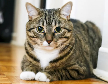 狸花猫怎么养才亲人？看这里~