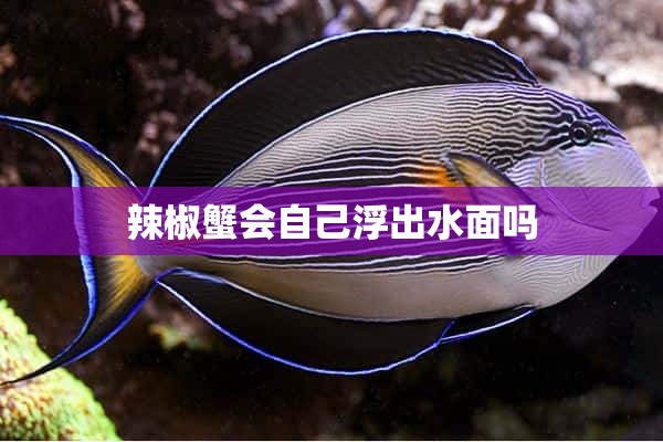 辣椒蟹会自己浮出水面吗