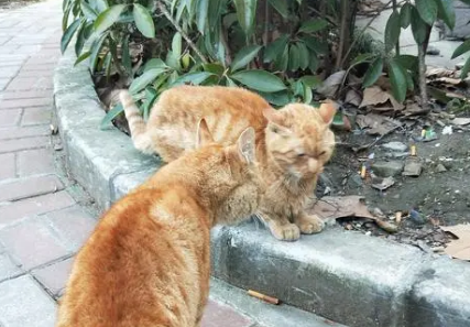 流浪猫怎么确认有没有狂犬病？一起来认识！