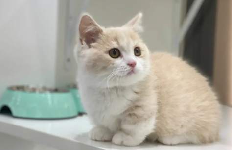 曼基康猫消化不良怎么治疗？看这～