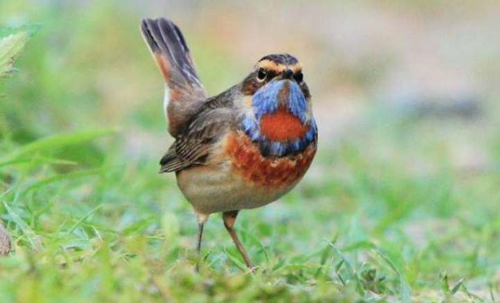 你知道蓝靛颏鸟的饲养方法吗？
