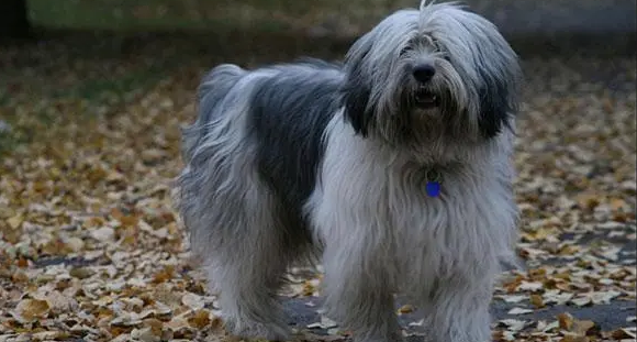 怎么训练波兰低地牧羊犬拜拜？学起来简单又快速！