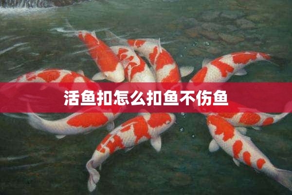 活鱼扣怎么扣鱼不伤鱼