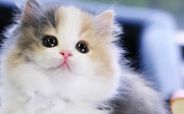 拿破仑猫，一只勤快的猫！