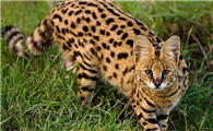 萨凡纳猫和薮猫的区别有哪些？具体怎么区分它们？
