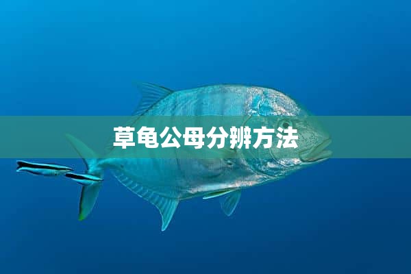 草龟公母分辨方法