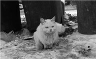 给流浪猫喂什么吃的，你都知道吗？