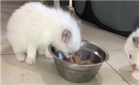 40多天小奶猫能吃煮鸡胸肉吗？千万别忽视