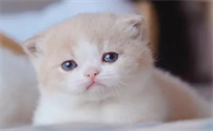 今日科普：小奶猫眼睛肿得凸出来了是什么原因？