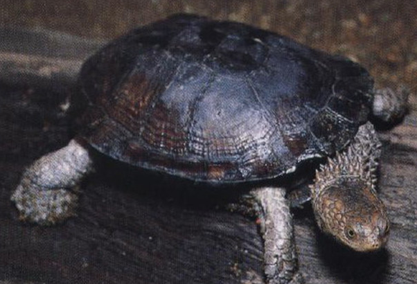 蛇颈龟繁殖