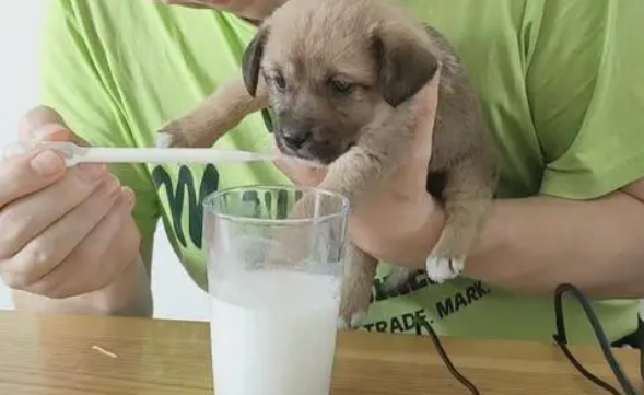 纯牛奶狗狗能不能喝？尽量不要喂