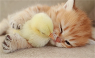 饲养攻略：小奶猫眼睛发炎用什么眼药水呢？