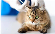 瑞普生物：今年公司在宠物板块计划推出猫三联灭活疫苗