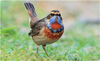 你知道蓝靛颏鸟的饲养方法吗？
