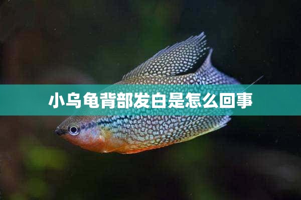 小乌龟背部发白是怎么回事