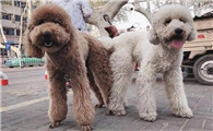 养巨贵犬注意事项，认识一下！