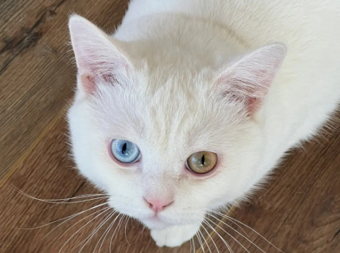白色异瞳猫是土猫吗？为什么？