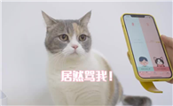 在线翻译猫叫