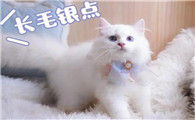 不知道长毛银点猫价位一般在多少？看这里