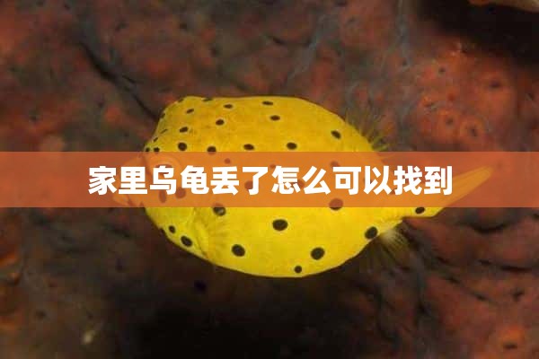 家里乌龟丢了怎么可以找到