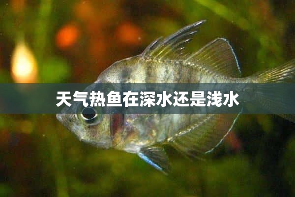 天气热鱼在深水还是浅水