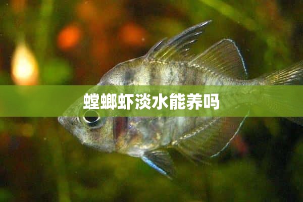 螳螂虾淡水能养吗