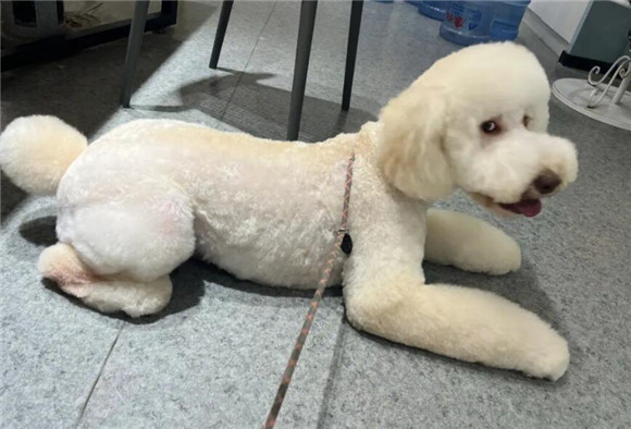 巨贵犬哪个颜色贵？你了解过吗！