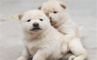奶狗晕车怎么预防？一起来了解下吧